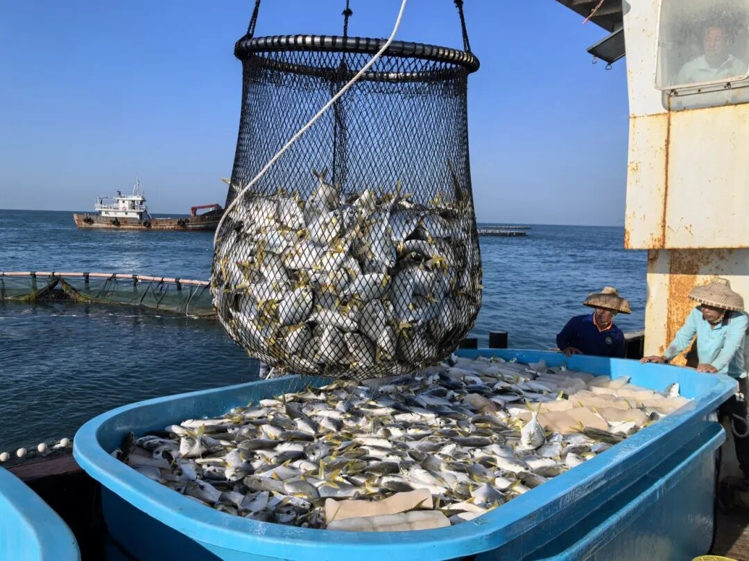 新年第一網(wǎng)！三亞環(huán)農(nóng)集團(tuán)旗下海洋公司西島海